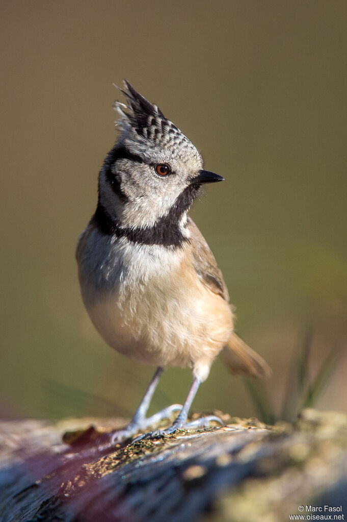 Mésange huppéeadulte, identification