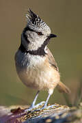 Crested Tit