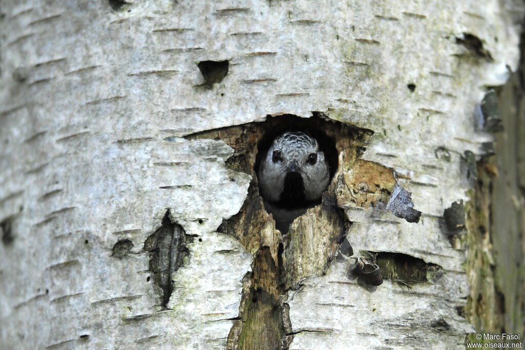 Mésange huppée femelle, Nidification