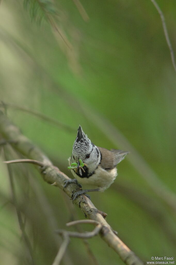 Mésange huppéeadulte nuptial, régime, Nidification