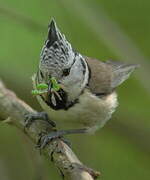 European Crested Tit