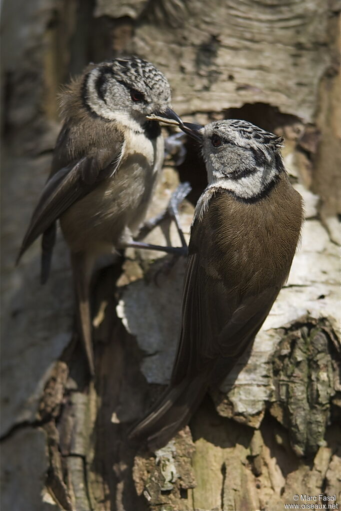 European Crested Titadult breeding, courting display, Behaviour