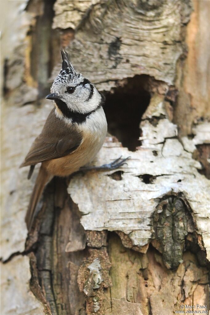 European Crested Titadult, Reproduction-nesting