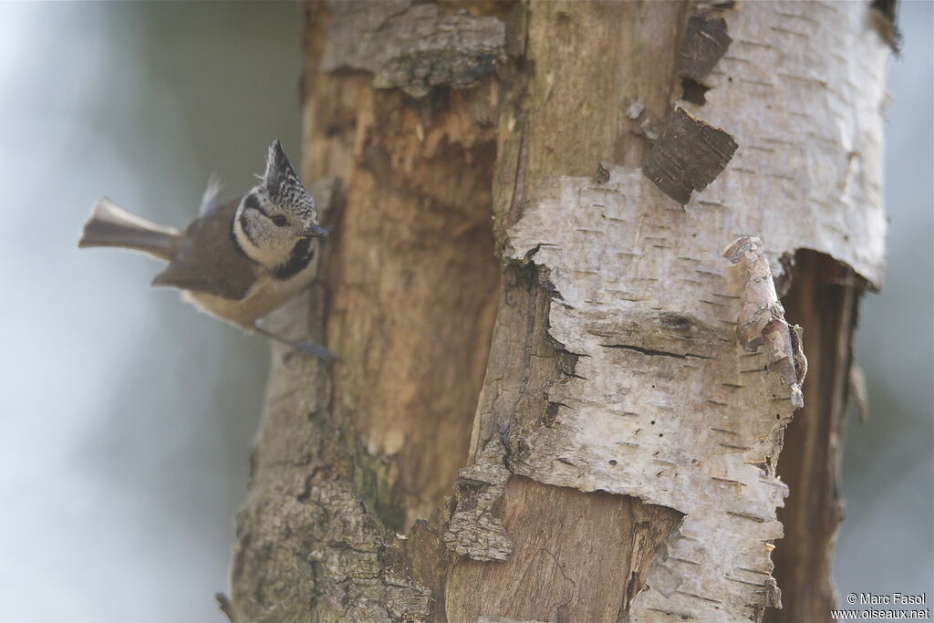 Crested Titadult breeding, identification, Reproduction-nesting