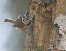 European Crested Tit