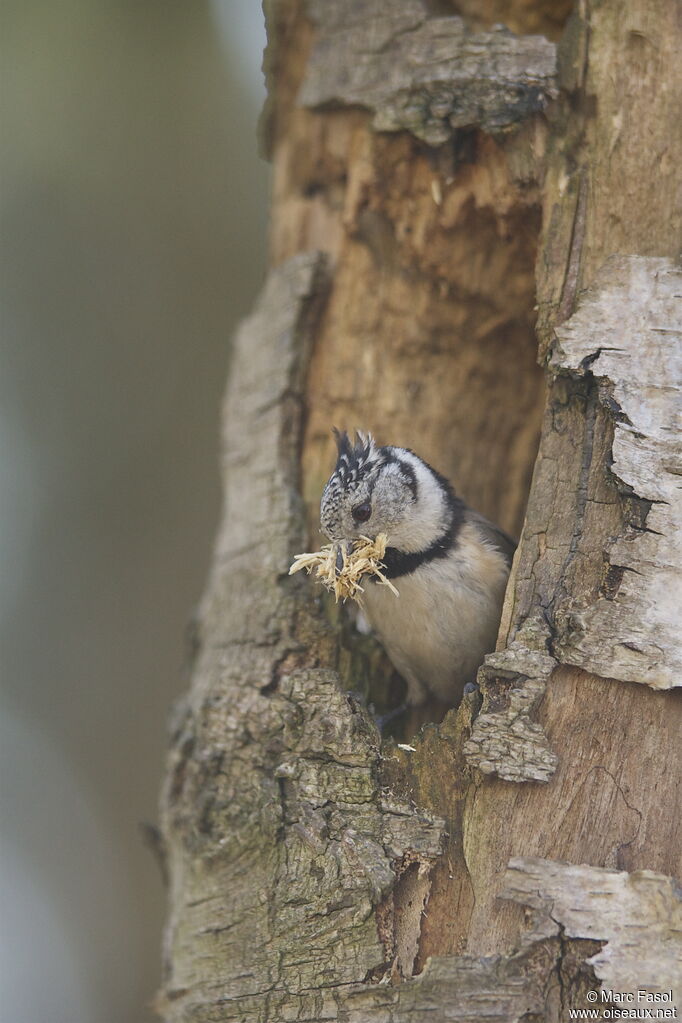 European Crested Titadult breeding, identification, Behaviour