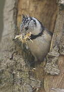 Crested Tit