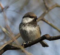 Grey-headed Chickadee