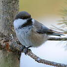 Mésange lapone