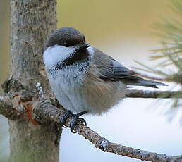 Mésange lapone