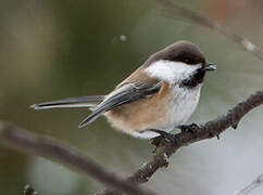 Grey-headed Chickadee