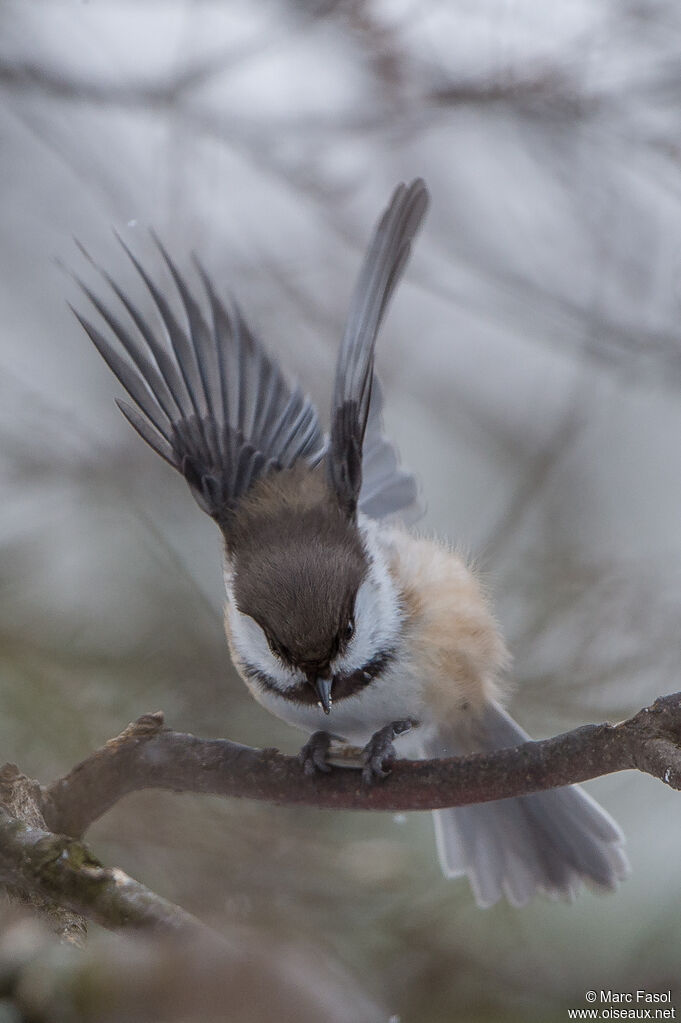 Grey-headed Chickadee, Flight