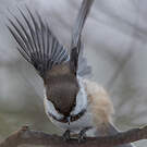 Mésange lapone