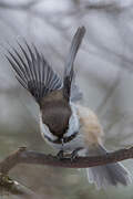 Grey-headed Chickadee