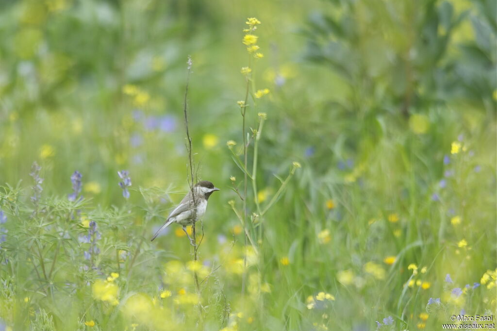 Sombre Titadult, identification