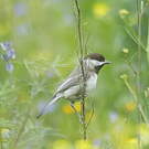 Mésange lugubre