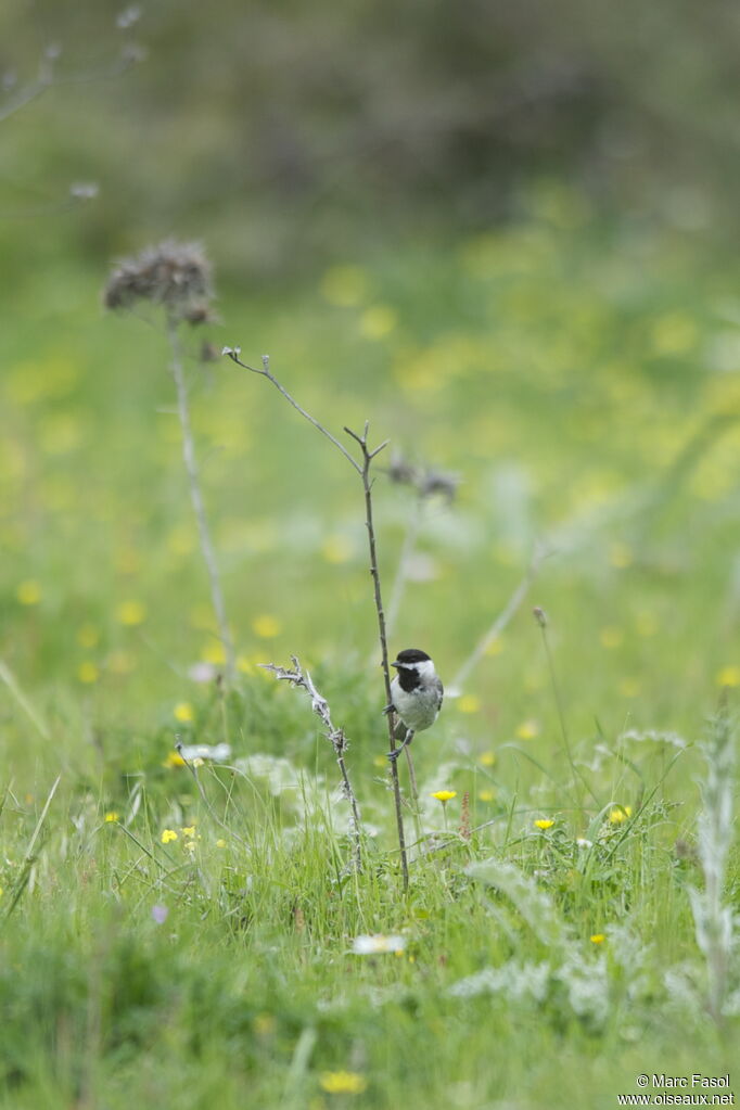 Sombre Titadult, identification