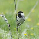 Mésange lugubre