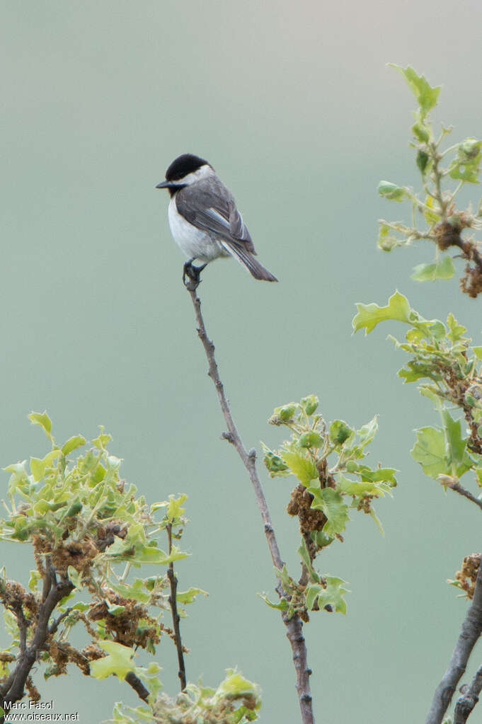 Mésange lugubreadulte, identification