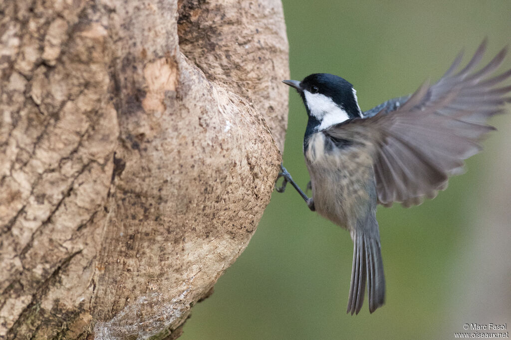 Coal Tit, Flight