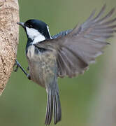 Coal Tit