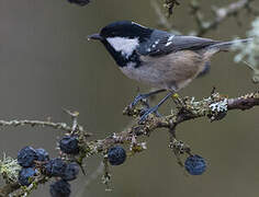 Coal Tit