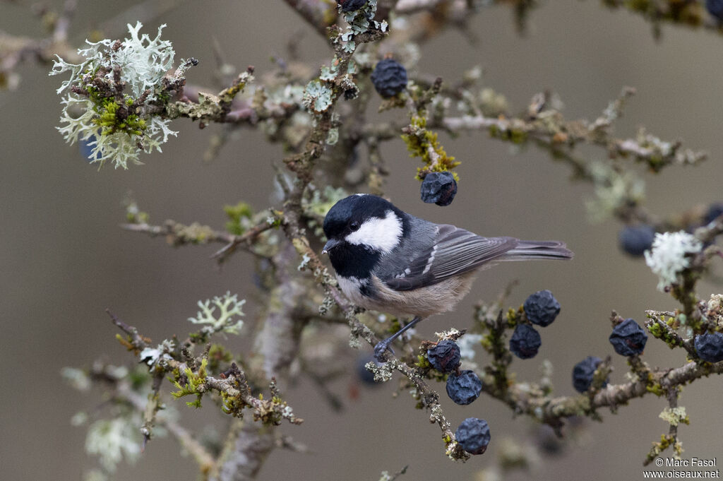 Coal Tit, identification