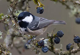 Coal Tit