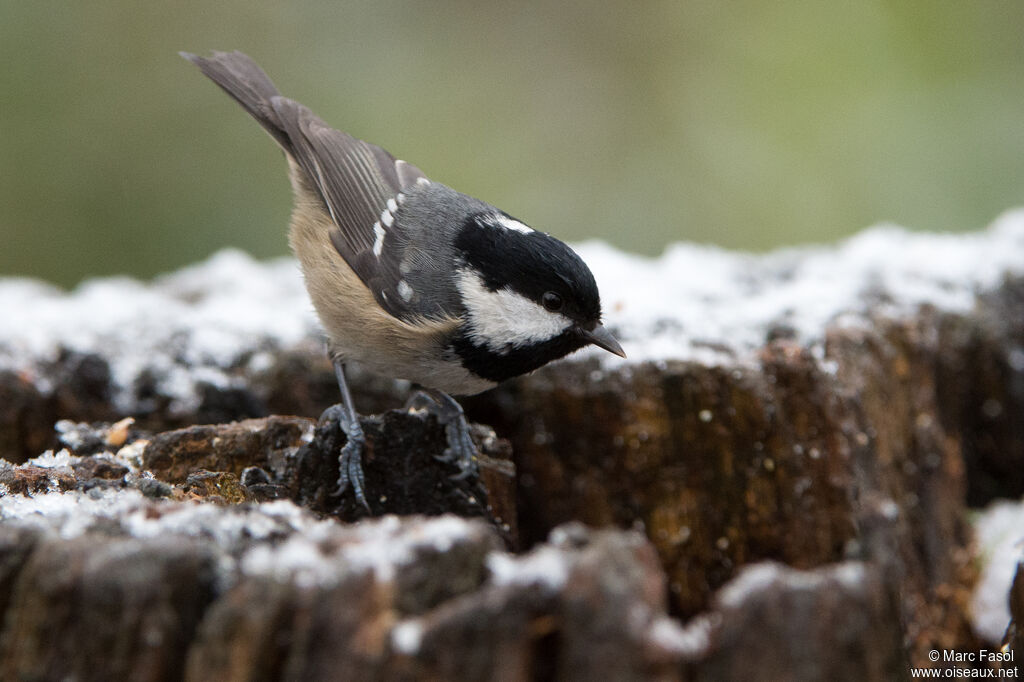 Mésange noireadulte, identification