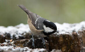 Coal Tit