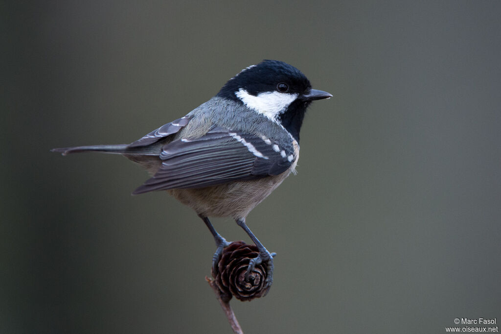 Mésange noireadulte, identification