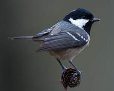 Coal Tit