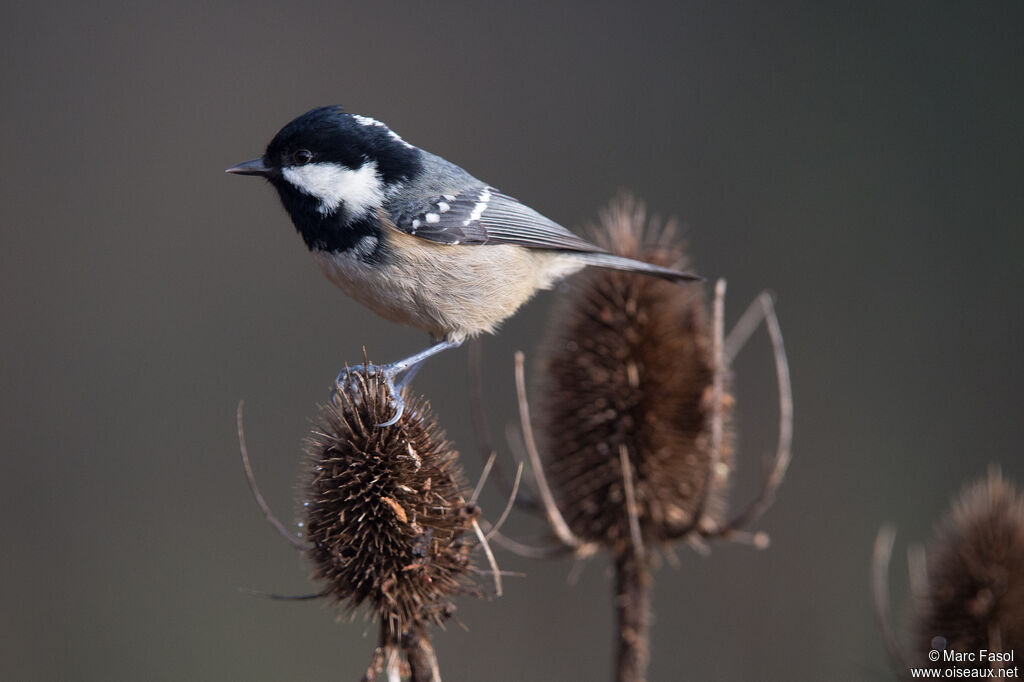 Mésange noireadulte, identification