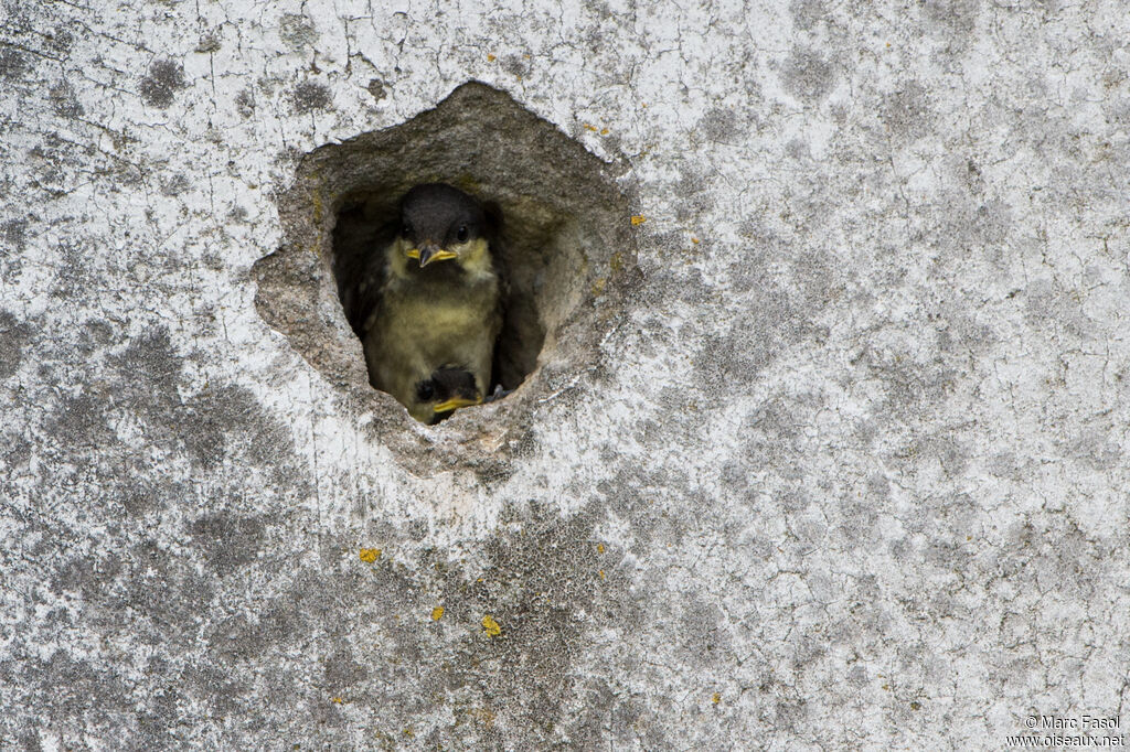 Coal Titjuvenile, identification, Reproduction-nesting