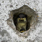 Mésange noire
