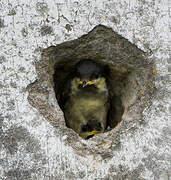 Coal Tit