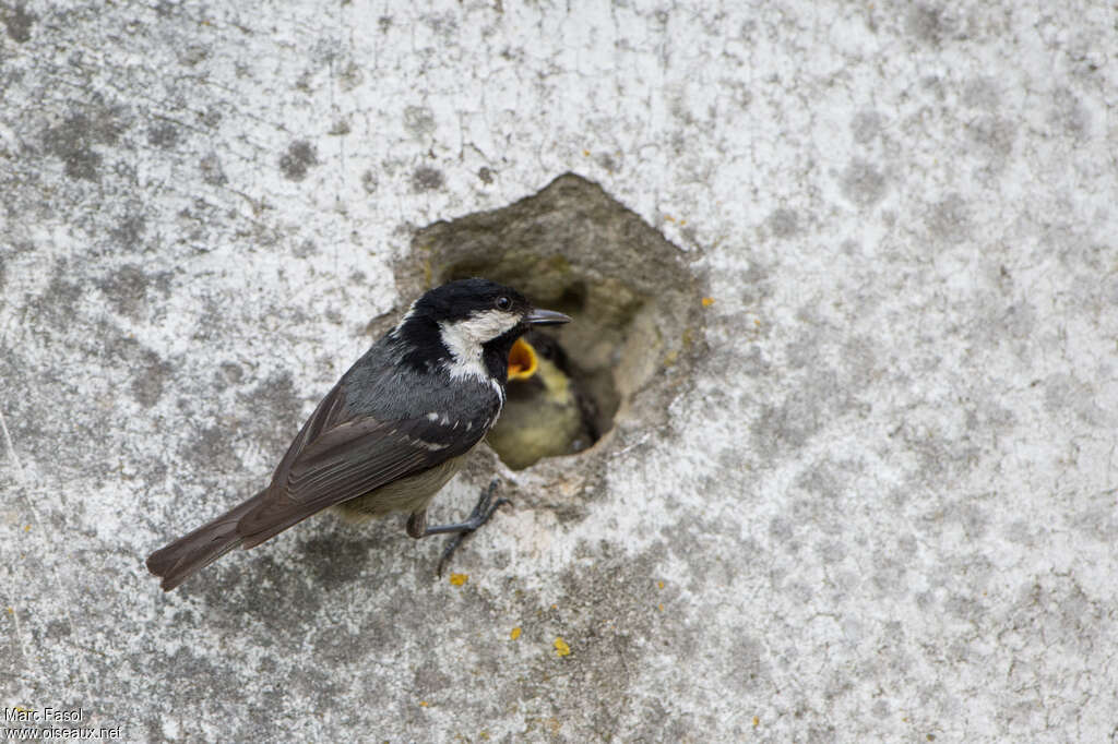 Mésange noire, Nidification