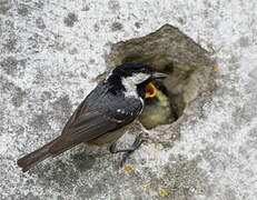 Coal Tit