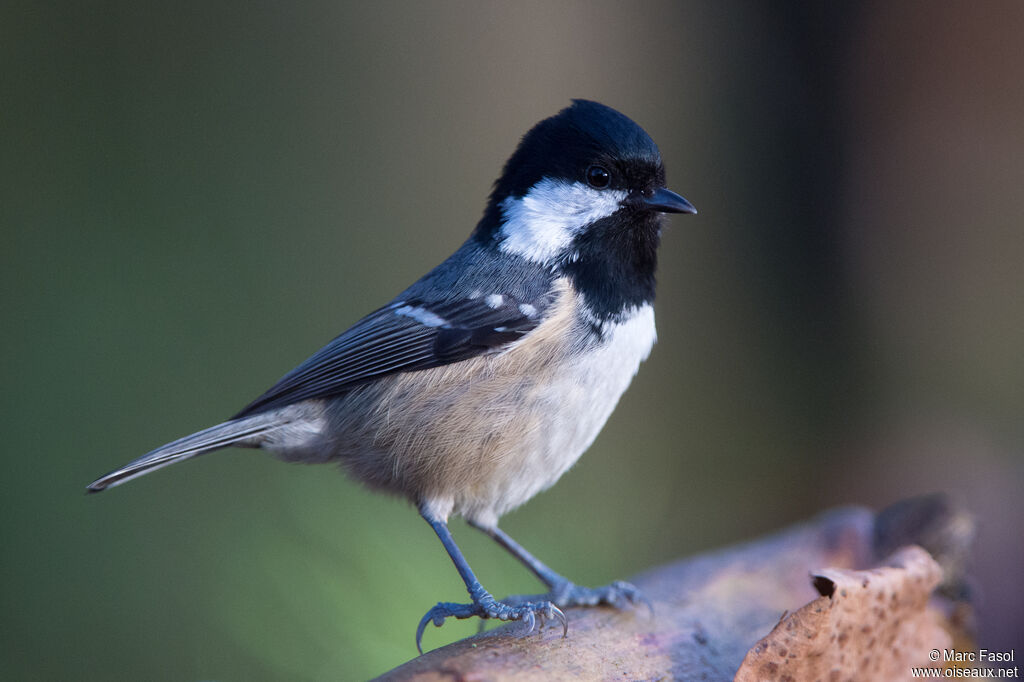 Mésange noireadulte, identification