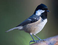 Coal Tit