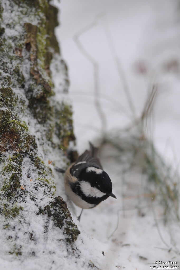 Mésange noireadulte internuptial, régime