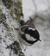 Coal Tit