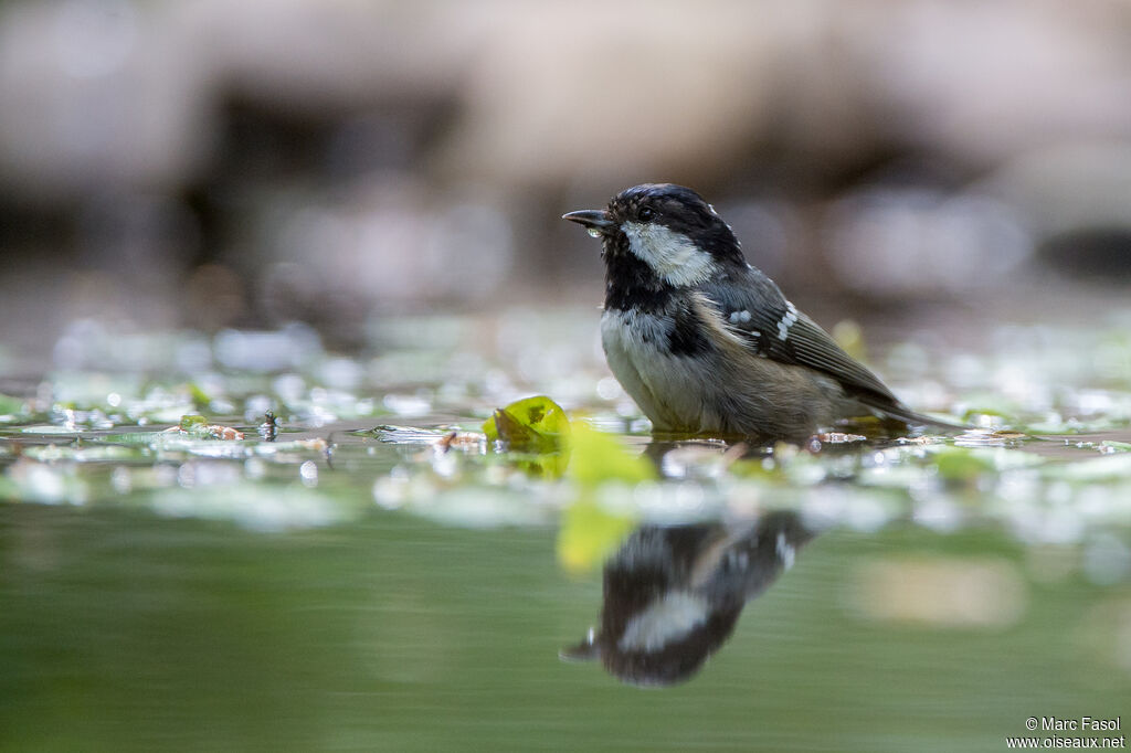 Mésange noireadulte, soins