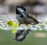 Coal Tit