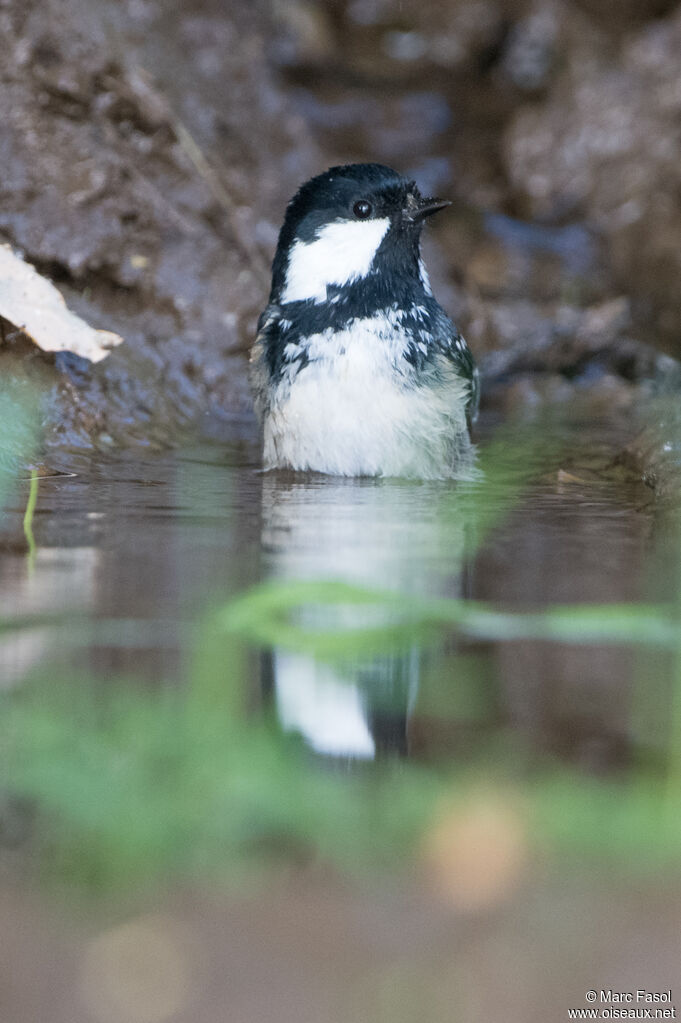 Coal Titadult, identification, care