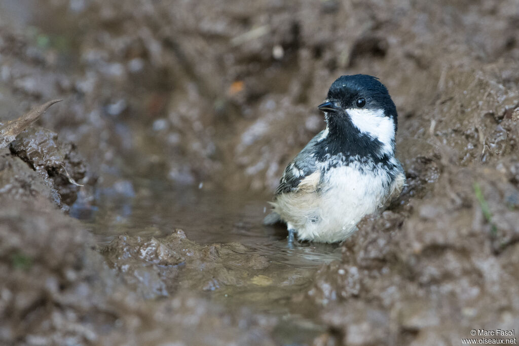 Coal Titadult, identification, care