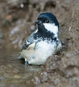 Coal Tit