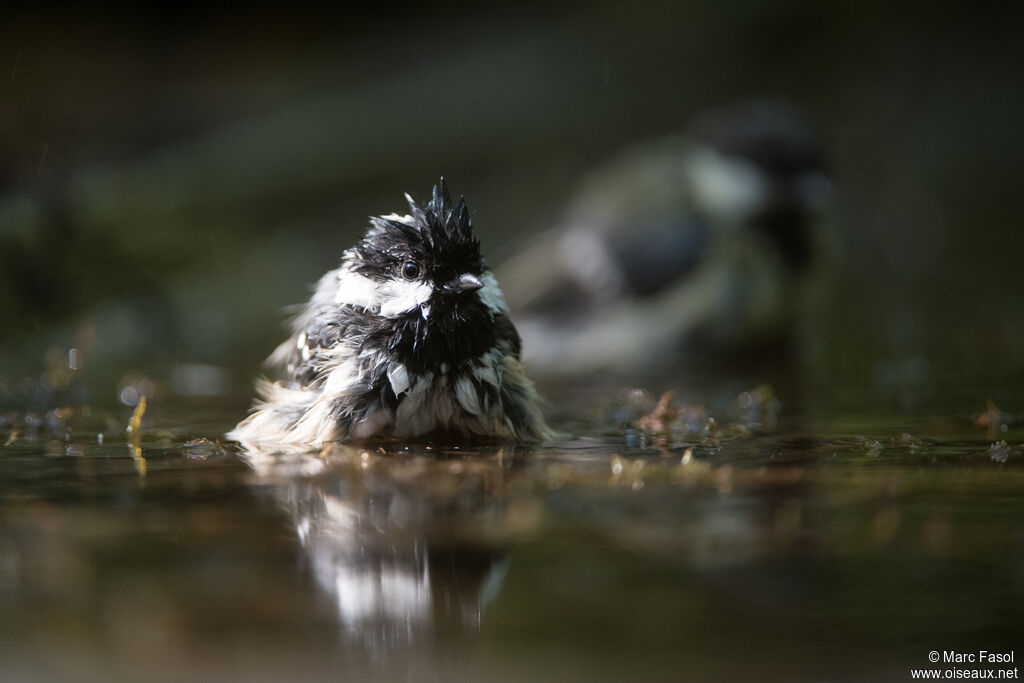 Mésange noireadulte, soins