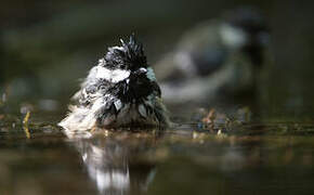 Coal Tit