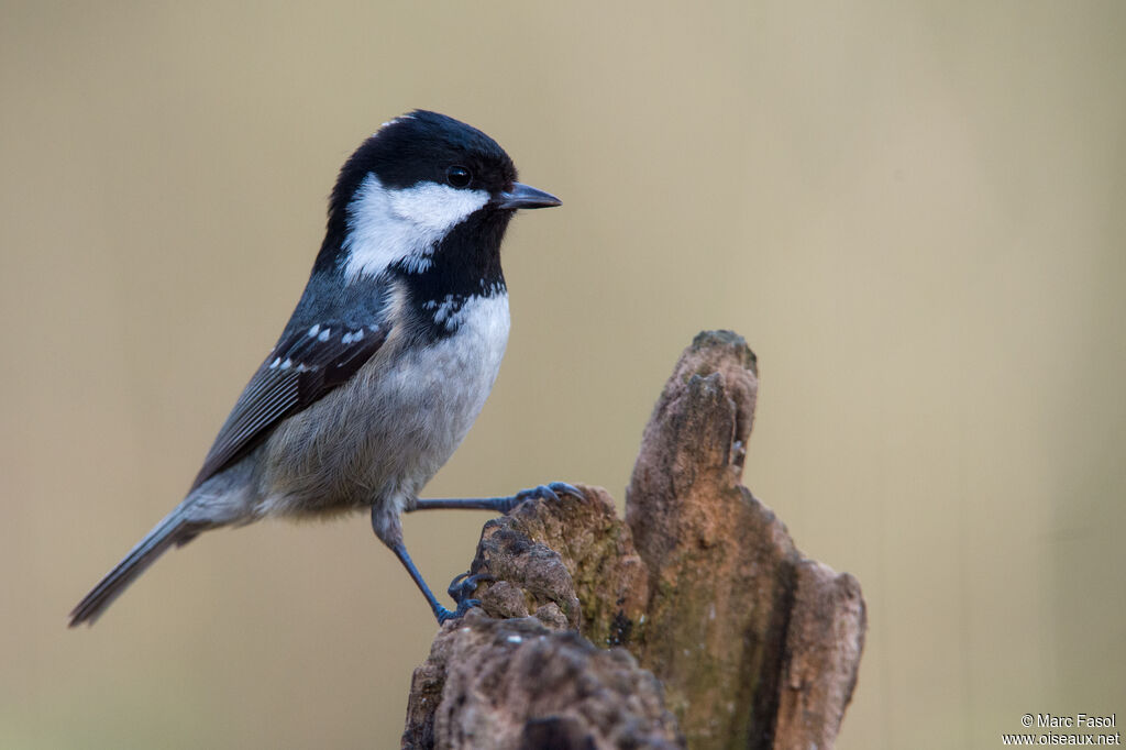 Mésange noireadulte, identification